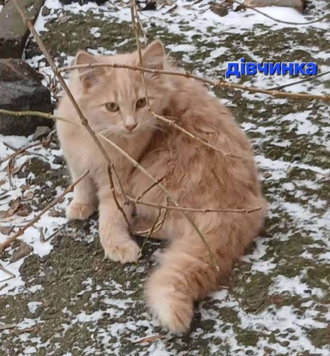 Віддам кошенят в надійні руки