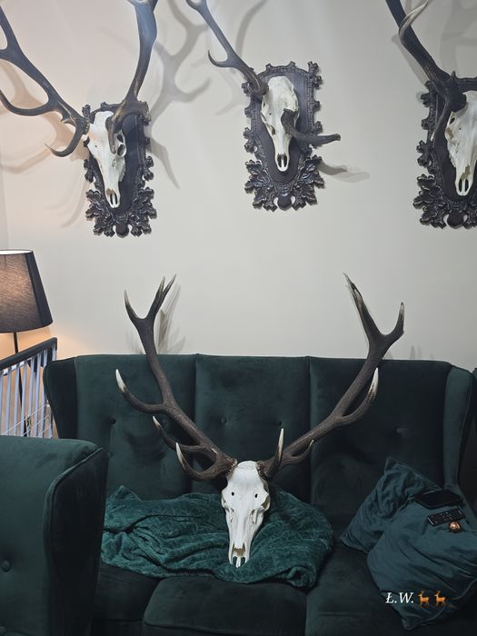 Wieniec zrzut zrzuty jelenia 9,30 kg