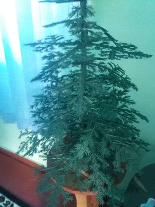 Ялиночка   красунечка
