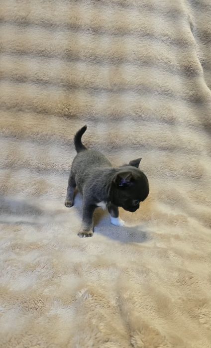 Chihuahua miniaturka śliczny