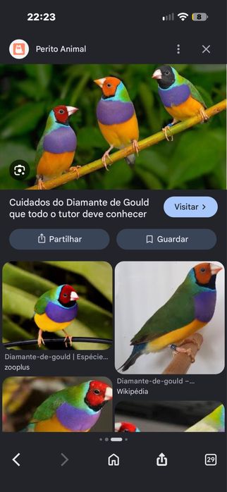 Aves de bico reto