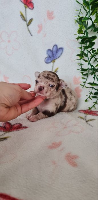 Excecional menino mini merle Chihuahua/Chiuaua de Qualidade