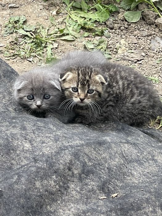Шотландские котики Скоттиш-фолд (Scottish Fold):