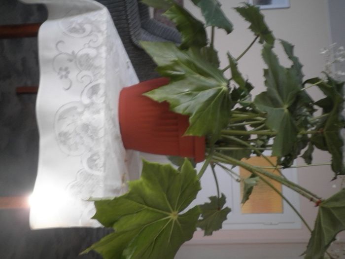 Sprzedam kwiat doniczkowy pokojowy