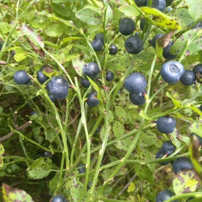 Чорниця сушена з Карпат