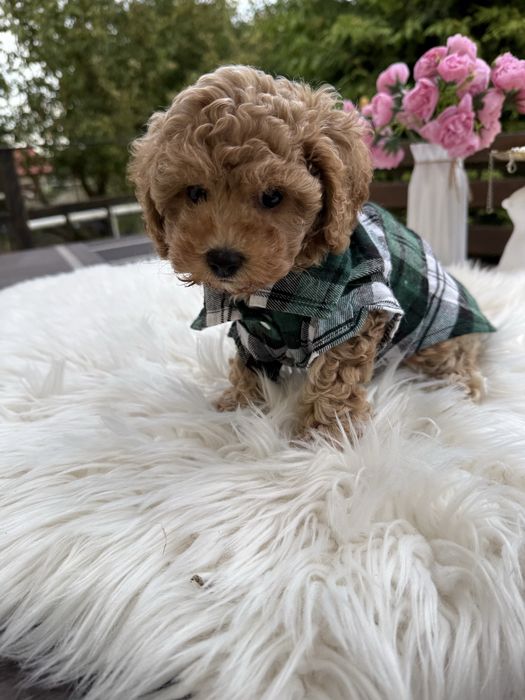 Справжні мальтипу чіп паспорт