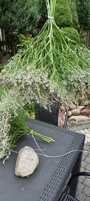 Sprzedam zatrwian tatarski z 2025 r