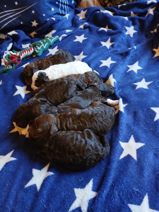 Лаготто романьоло щенята,родовiд FCI