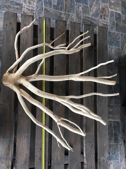 Коріння та гілки для декорування і виробів