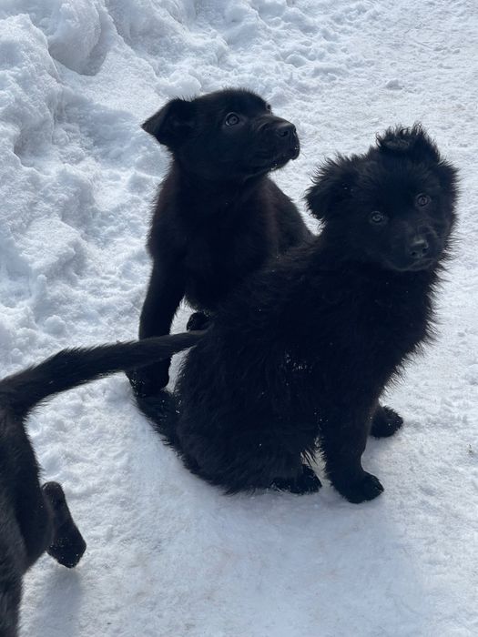 Цуцики в добрі руки