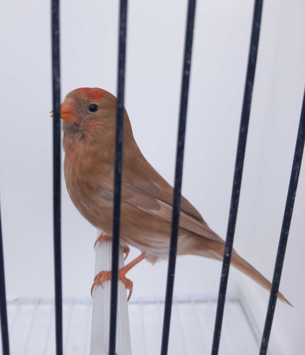 Machos de pintarroxo de queixo preto de mutação