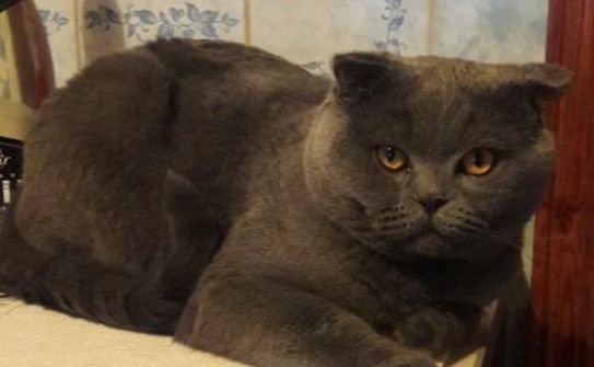 Сотиш фолд приглашает на вязку