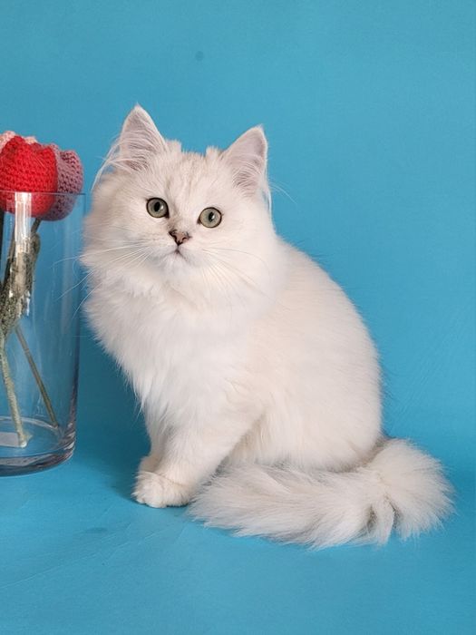 Британська срібляста шиншила кошенята