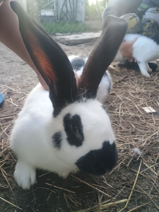 Кролі,строкач, фландер.