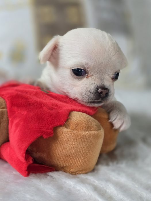 Cudna Chihuahua, ZkwP,  FCI!