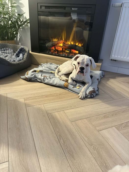 Bokser Adopcja suczka