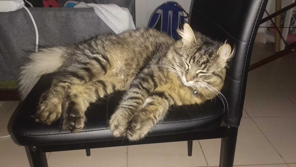 Пропав кіт по імені Леопольд!!!