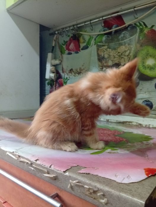 Котята Мэйн Куна