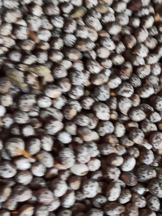 łubin słodki szerokolistny mister