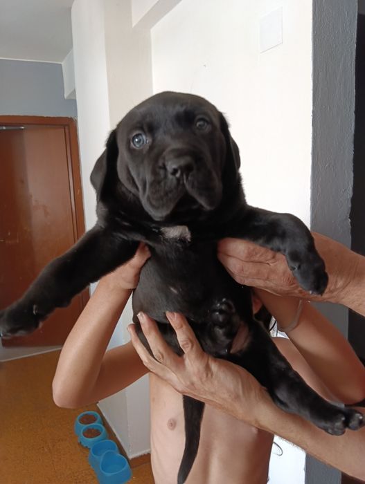 Bebê cane corso x labrador
