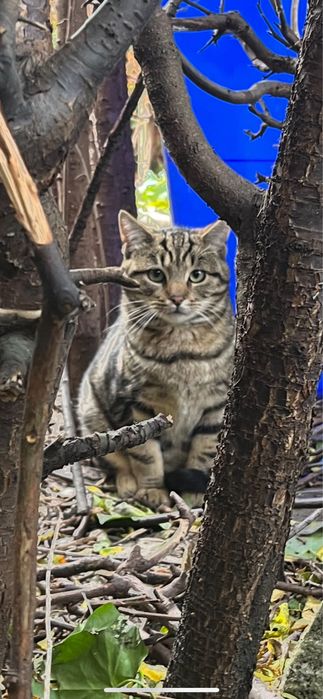 4 kotki pilnie szukają kochającego domu