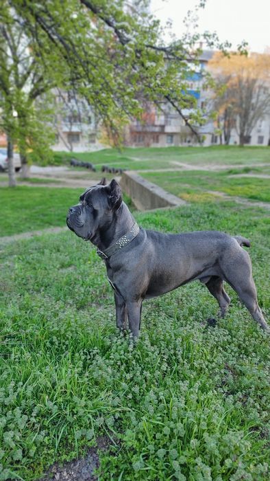 Кане Корсо шукає наречену