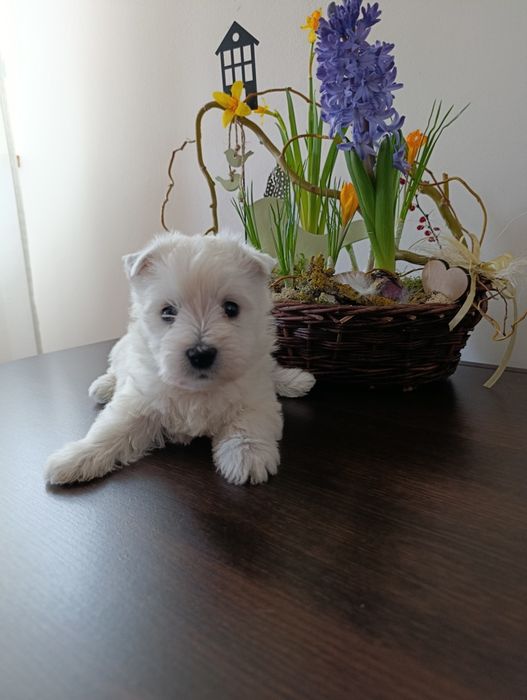 West highland terrier