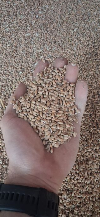 Продається Пшениця