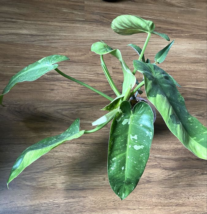 Philodendron Jose Buono