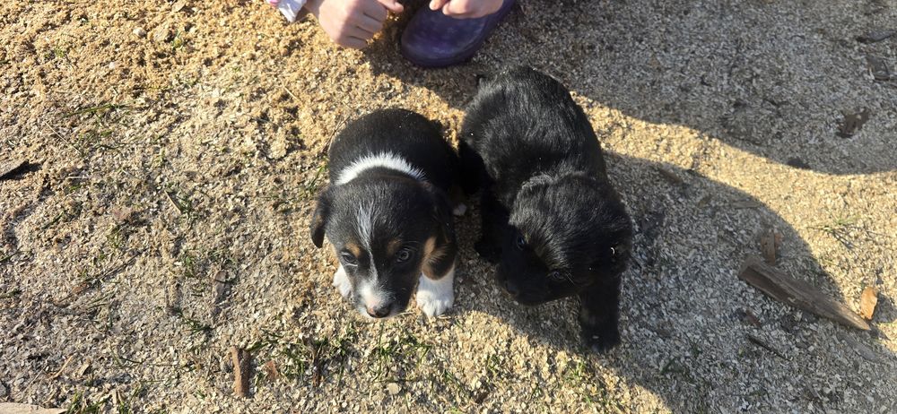 Oddam pieski w dobre ręce.