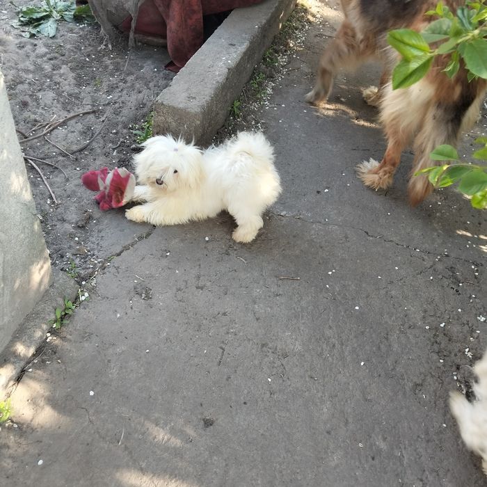 Болонка мальчик беленький