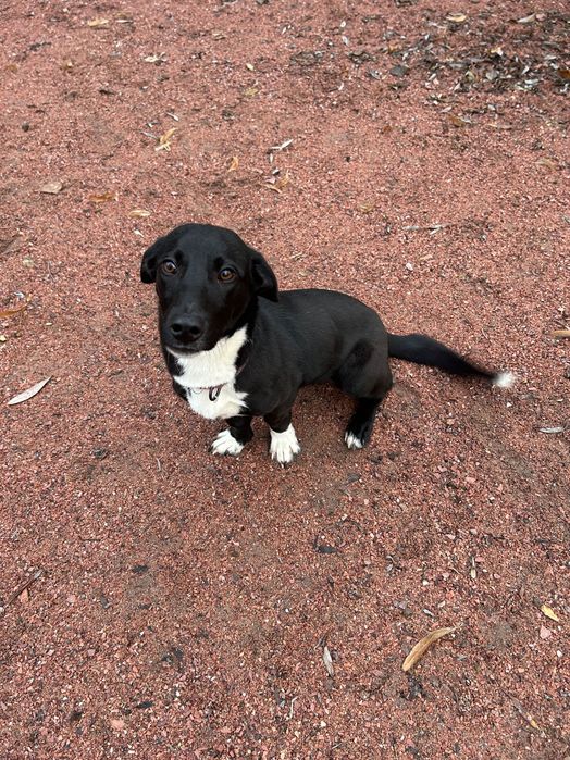 Собачка малої породи в добрі руки