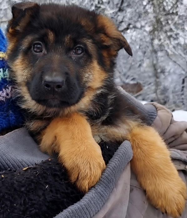 Щенки немецкой овчарки.