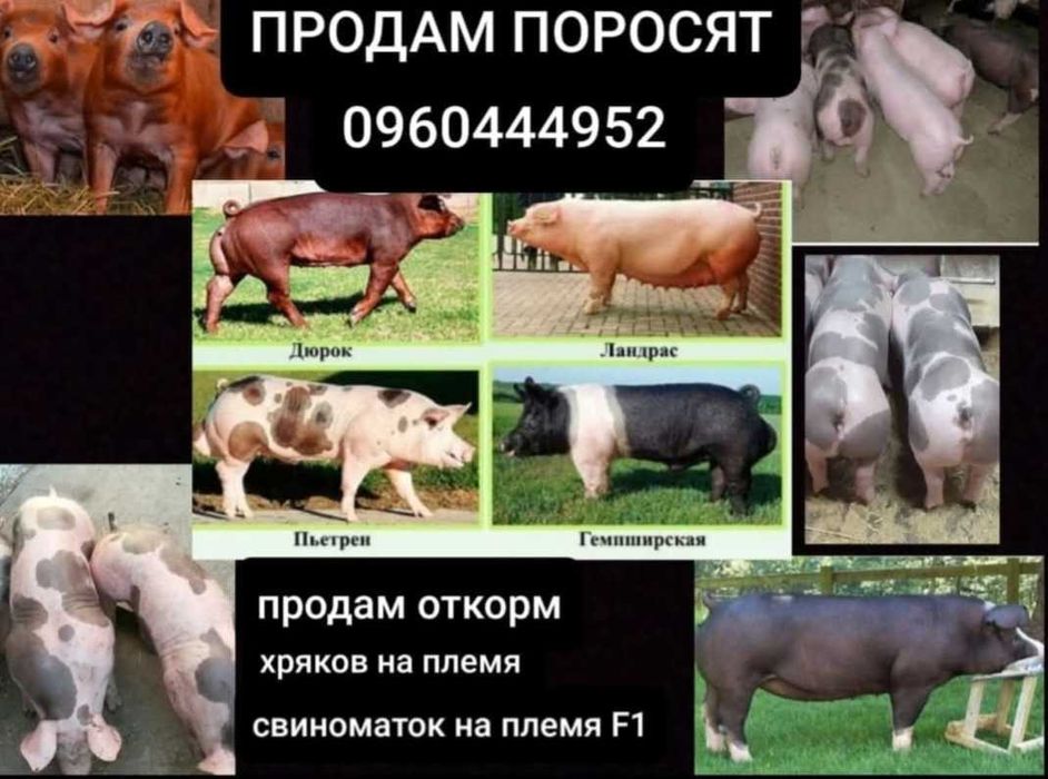 Продам Хряків на плем'я