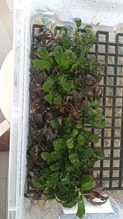 Plantas e rochas para aquário