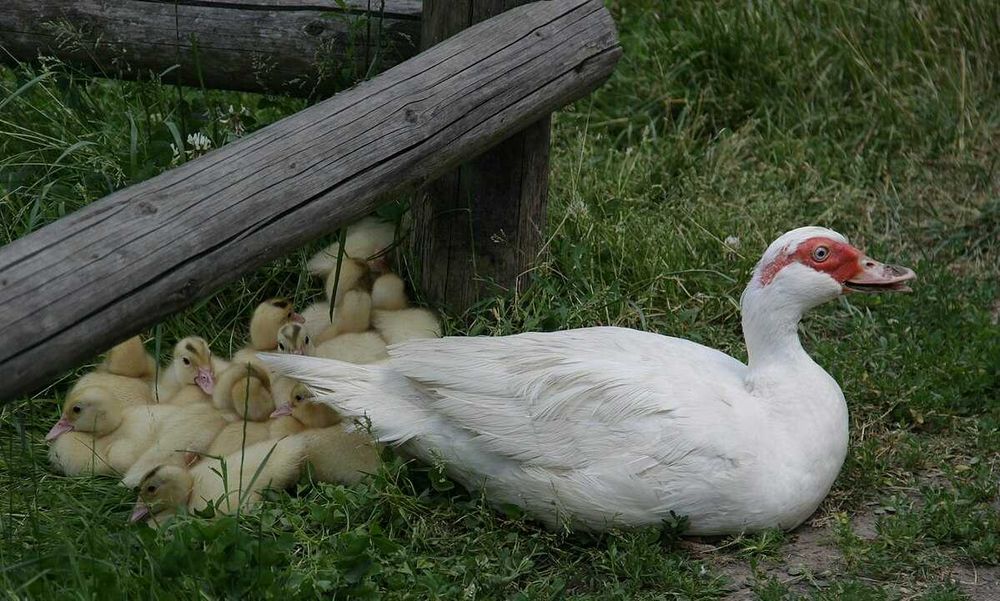 Kaczki mulard, pekin, dworka piżmowa młode  dowóz gratis