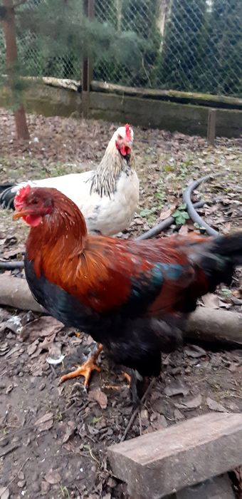 Півні домашні ..