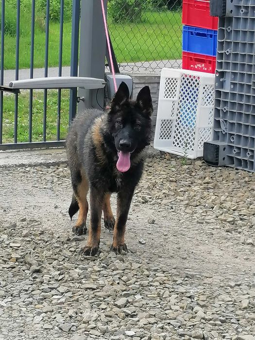 owczarek niemiecki wilczasty