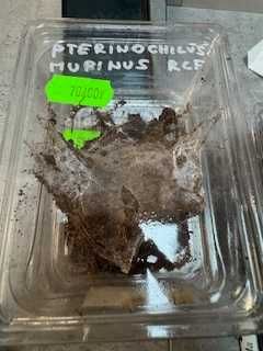 pterinochilus murinus rcf pająk gruby kocur zoologiczny rzeszów