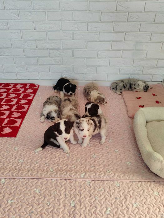 Border collie. Szczeniak. Badania