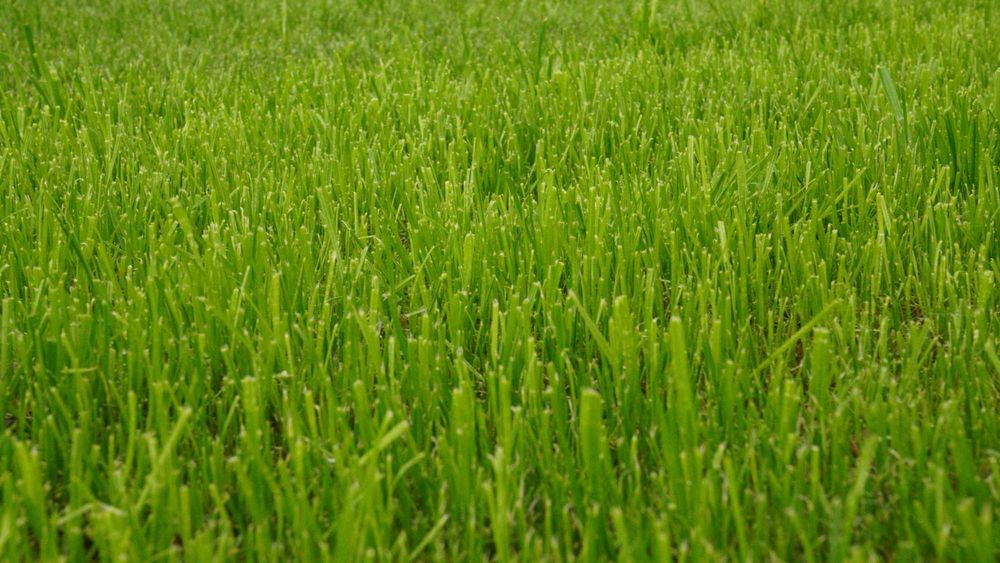 Zakładanie trawników, systemy nawadniające, usługi ogrodnicze