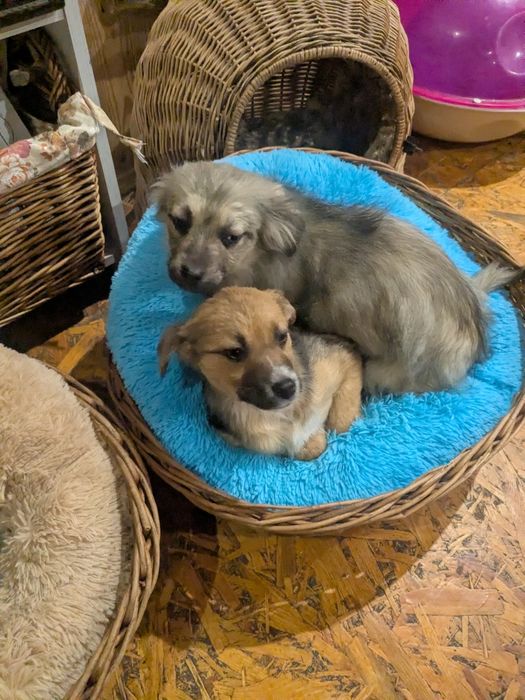 Цуценя у добрі руки