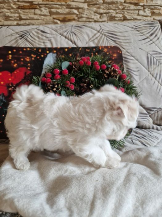 Maltańczyk malutka suczka fci