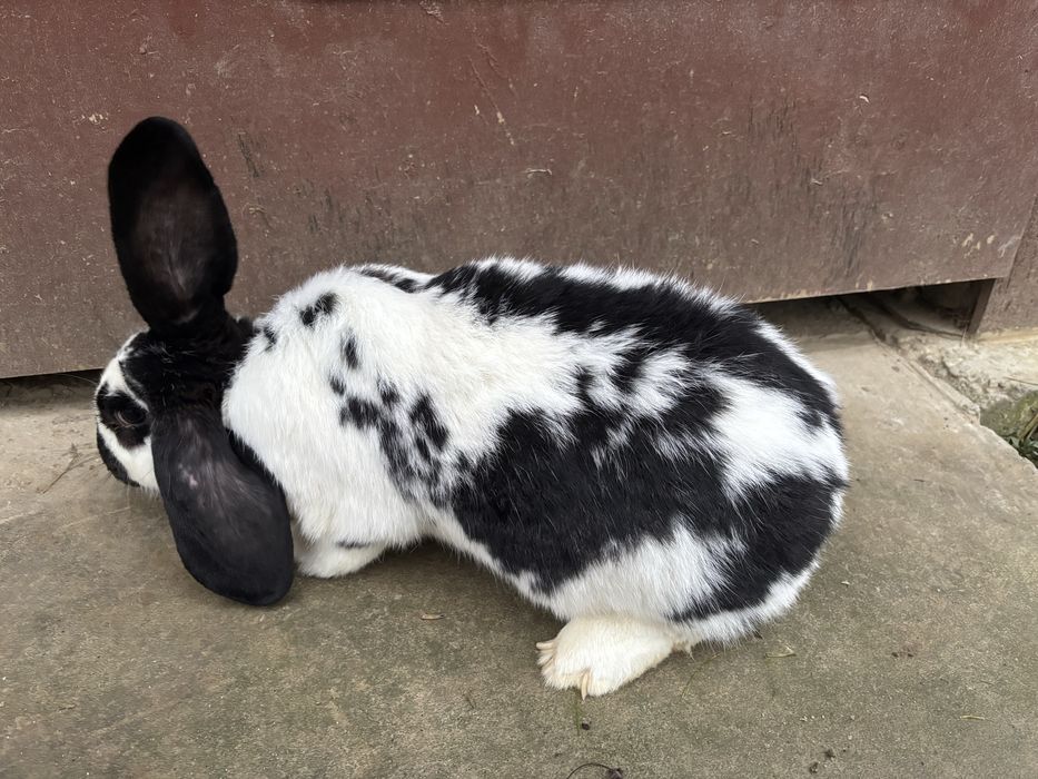 Samica mieszanka baran francuski ze srokaczem