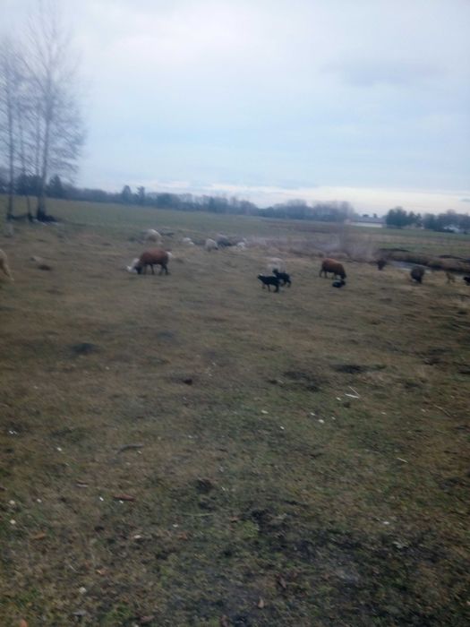 Sprzedam owce mięsne od 350 do700 złoty