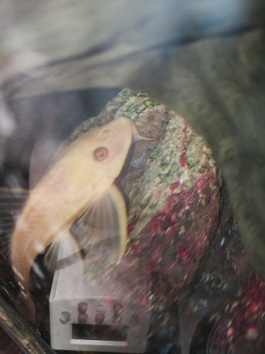 Glonojad ryba wymienie