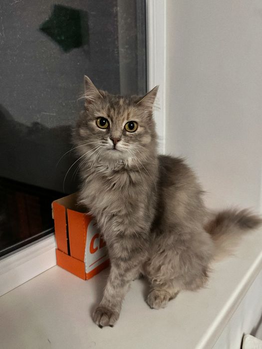 Кішка Фібі шукає новий дім