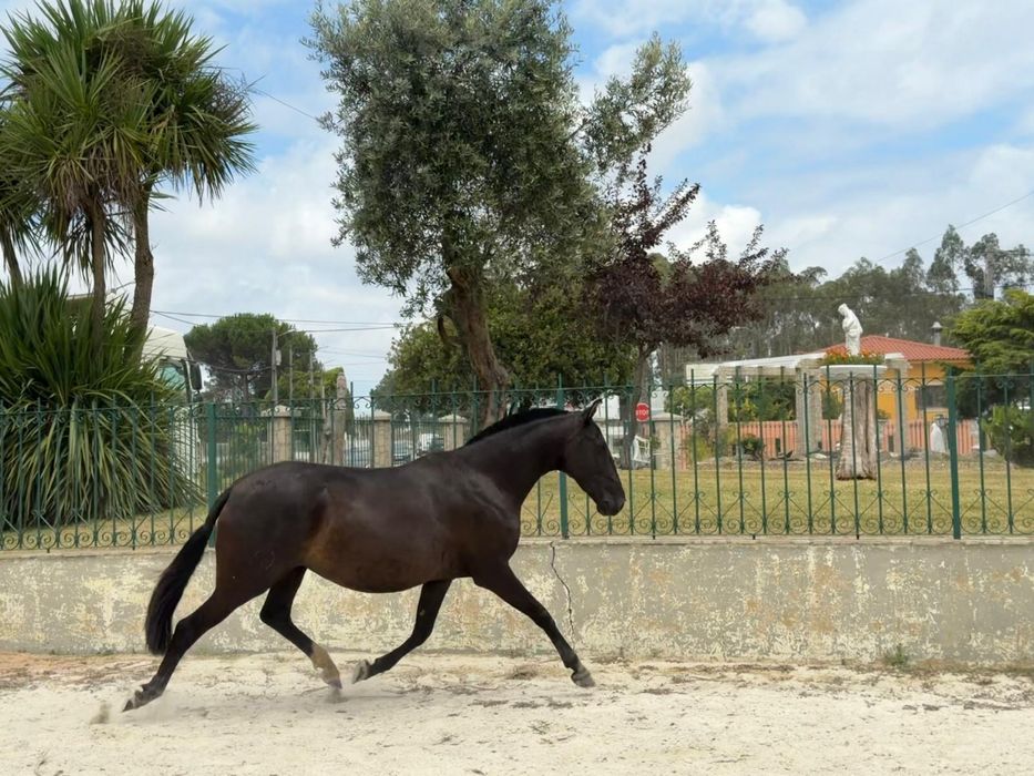 Egua lusitana preta 5 anos montada gestante