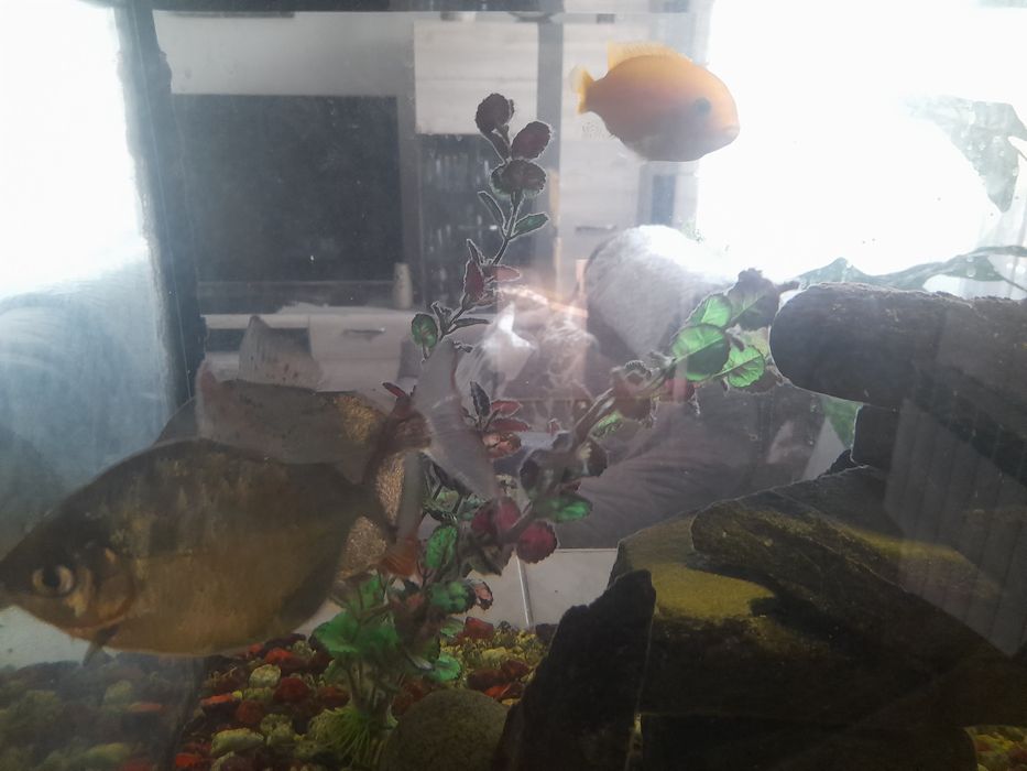 Akwarium 112L zestaw