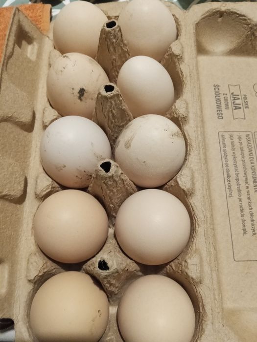 Jaja lęgowe kurek niosek